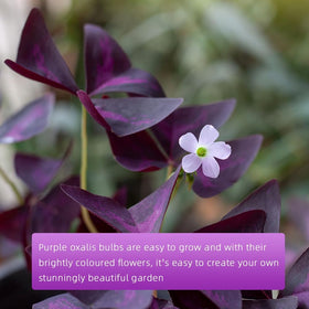 Ficoszo Purple Shamrock fall planting for seasonal color bursts
