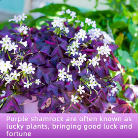 Ficoszo Purple Shamrock leaves close-up showcasing deep purple color
