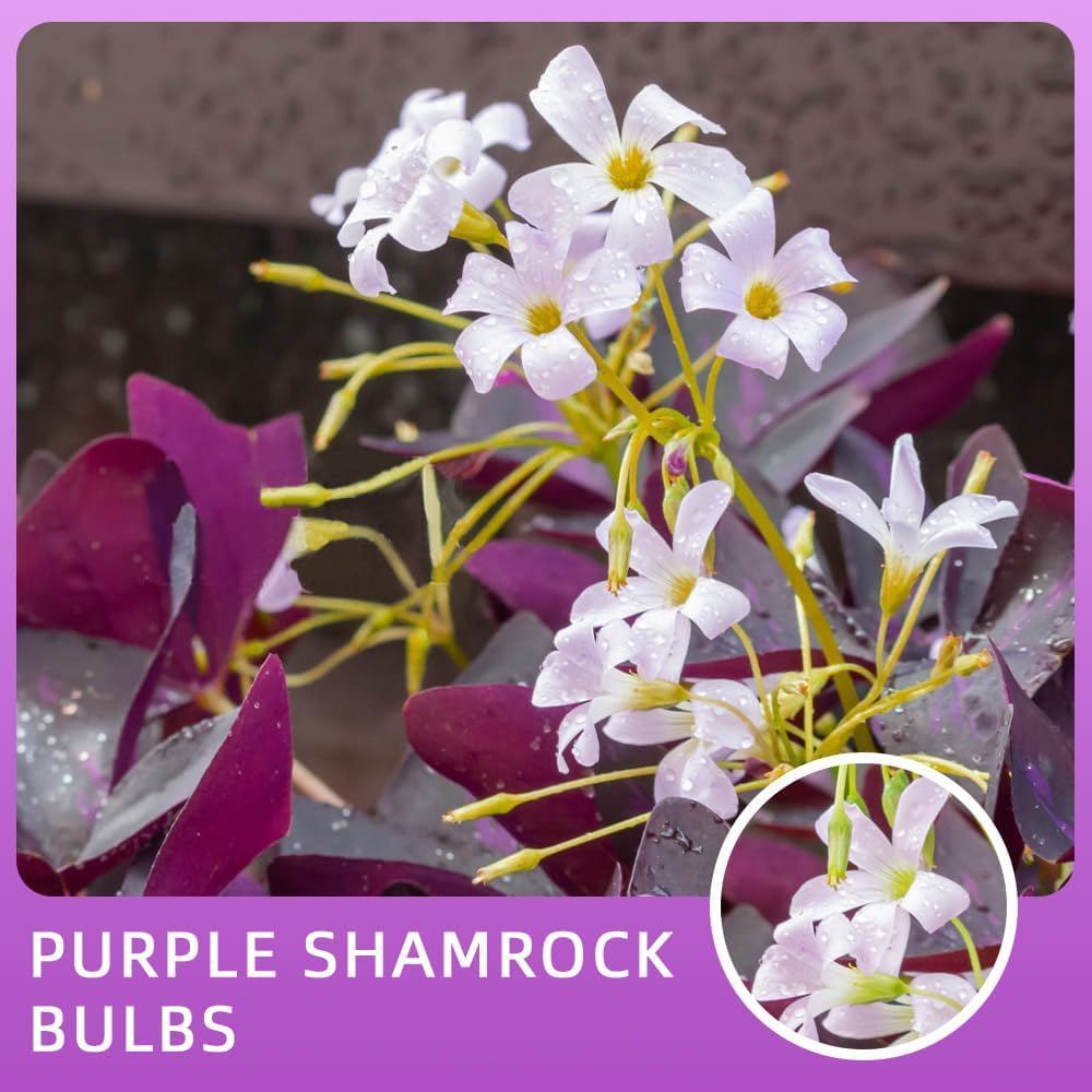 Ficoszo Purple Shamrock leaf movement at dusk showing graceful folding