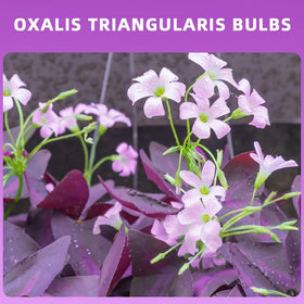 Ficoszo Purple Shamrock potted plant adds color to any room