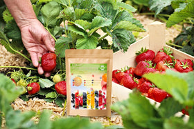 Ficoszo raspberry seeds for productive berry beds and fresh fruit