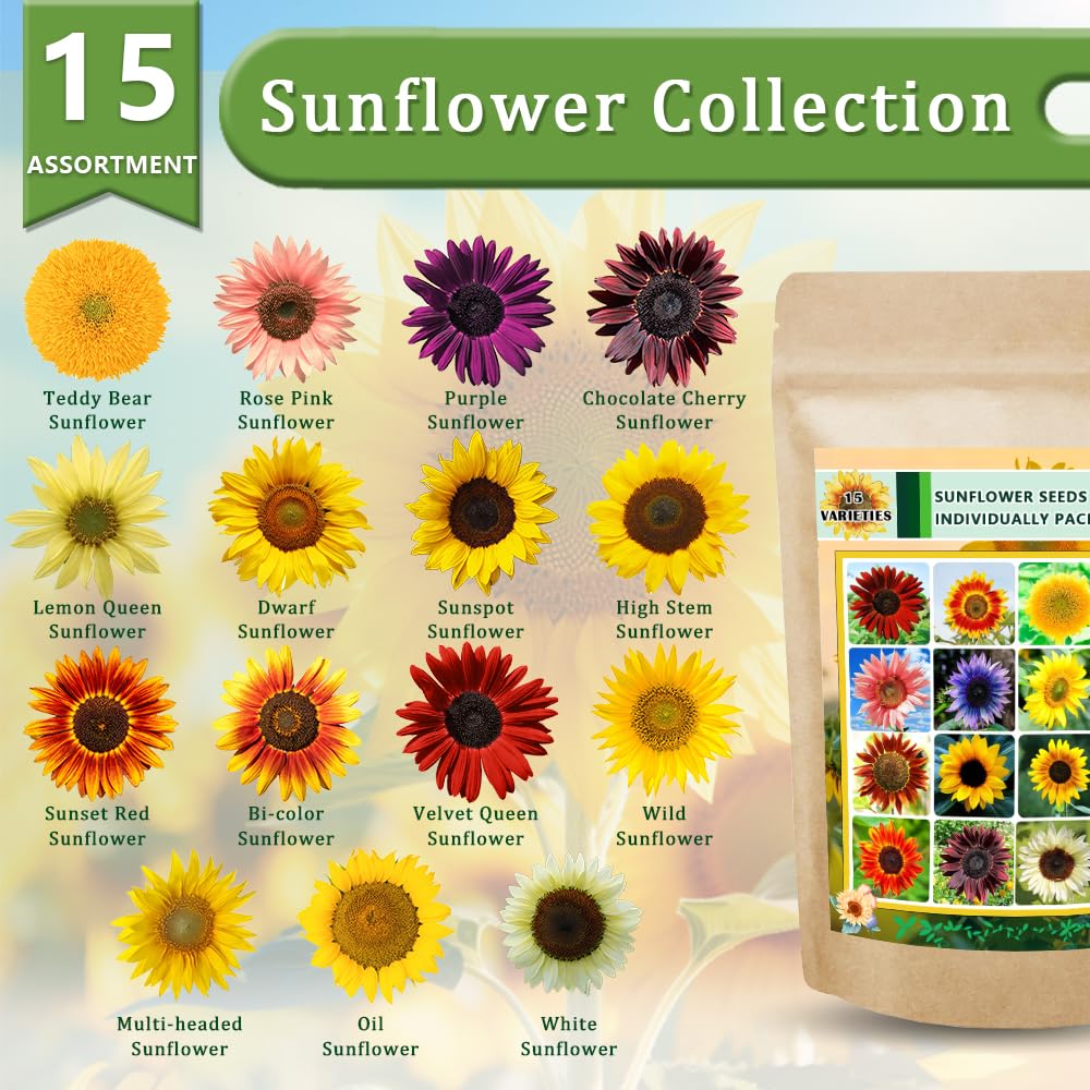 Ficoszo sunflower seeds with mixed colors to attract pollinators and add color.