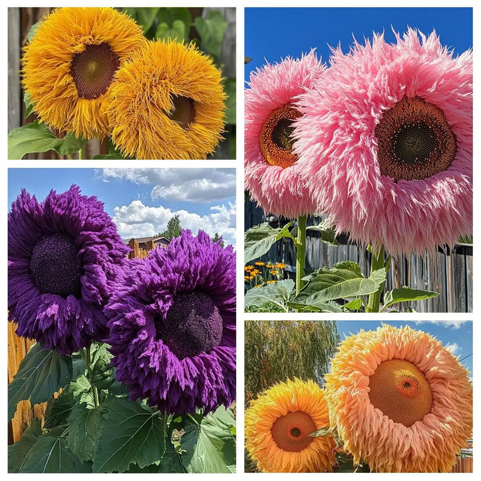 Ficoszo Teddy Bear Sunflower seeds create giant blooms for a vibrant garden display.