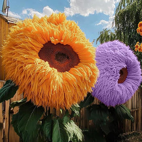 Ficoszo Heirloom Teddy Bear sunflowers are open-pollinated for sustainable home gardening.