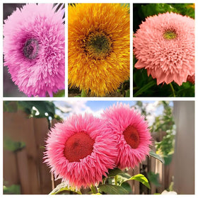 Ficoszo Teddy Bear seeds showcase soft-petaled blooms ideal for border accents.