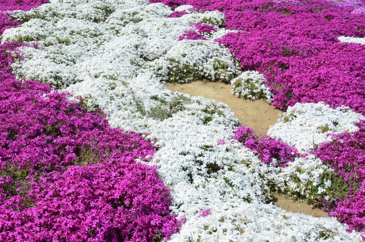 Ficoszo creeping thyme seeds thrive in dry, well-drained soil for low-water gardens.