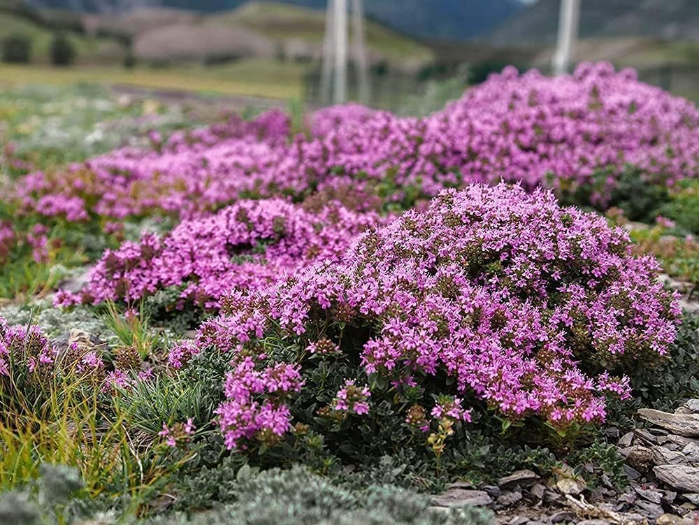Ficoszo thyme ground cover between paving stones offers easy maintenance.