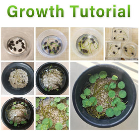 Ficoszo water bowl lotus seeds setup, versatile planting in bowls and ponds.