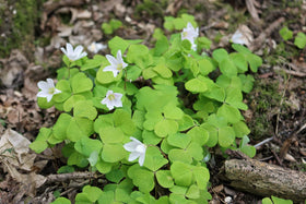 Ficoszo White Irish Moss seeds in a garden bed for propagation.
