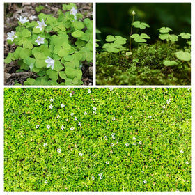 Ficoszo White Irish Moss seeds close-up for lush ground cover in gardens.