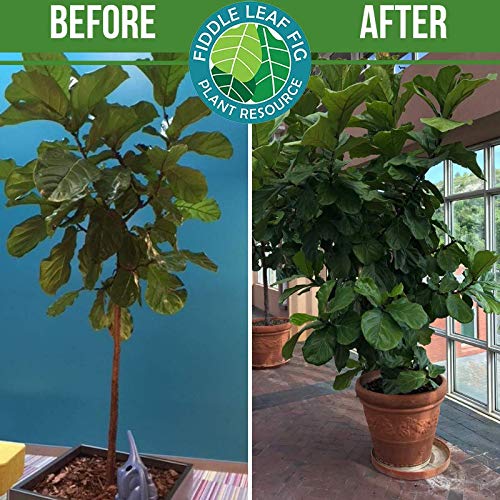 Fiddle Leaf Fig Plant Food care webinar included for confident feeding.