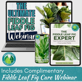 Fiddle Leaf Fig Large 7.5L bag on shelf ready.