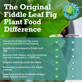Fiddle Leaf Fig Leaves glossy vibrant growth on well-nourished plant.