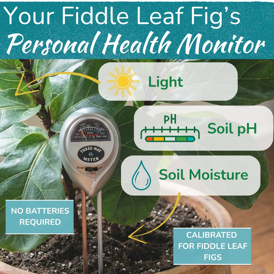 Fiddle Leaf Fig moisture probe helps prevent overwatering and root issues