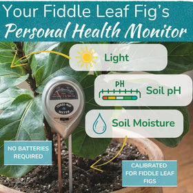 Fiddle Leaf Fig moisture probe helps prevent overwatering and root issues