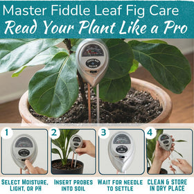 Fiddle Leaf Fig pH reading guides balanced soil for healthier leaves