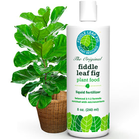 Fiddle Leaf Fig Plant Food bottle closeup showing balanced formula for lush growth.