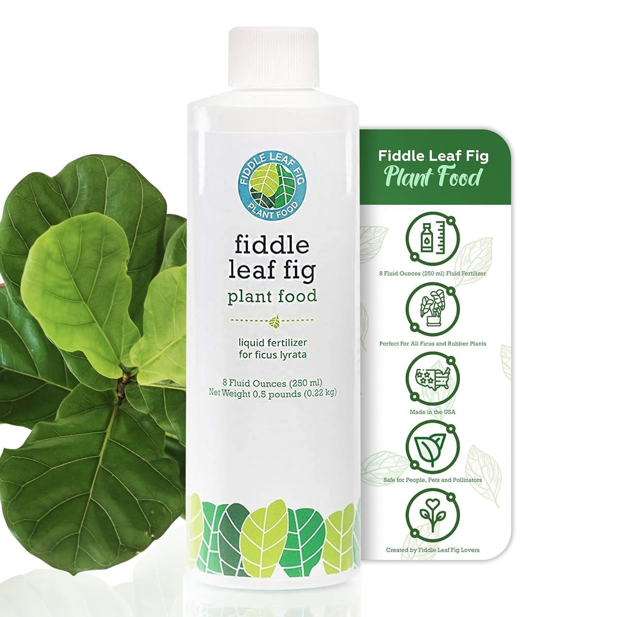 Fiddle Leaf Fig Plant Food healthy roots closeup highlighting strong foundation.