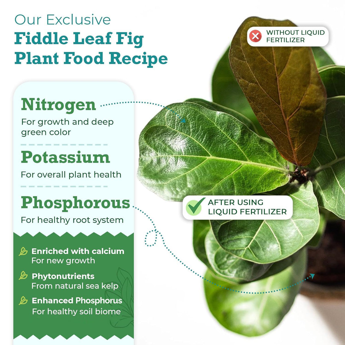 Fiddle Leaf Fig Plant Food measuring spoon demonstrates easy dosage for steady feeding sessions.