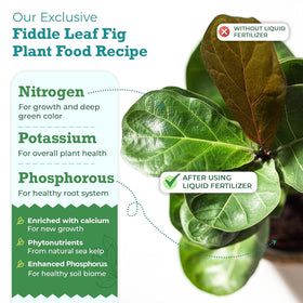 Fiddle Leaf Fig Plant Food measuring spoon demonstrates easy dosage for steady feeding sessions.