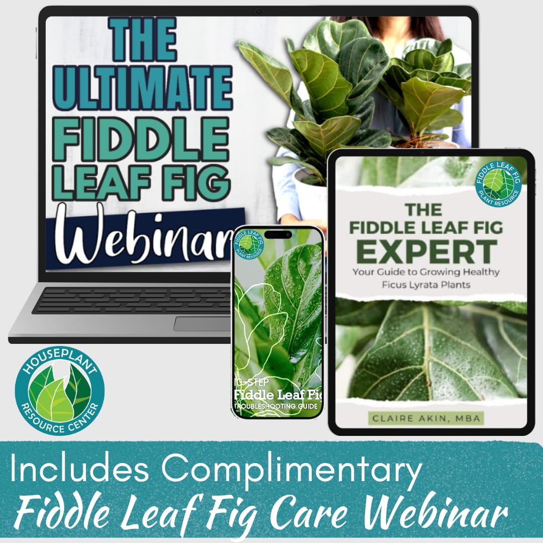 Fiddle Leaf Fig Plant Food pot with healthy plant to illustrate growth potential.