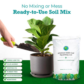 Fiddle Leaf Fig Soil being poured, demonstrating easy potting application.