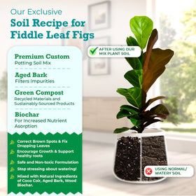 Fiddle Leaf Fig Soil texture close-up emphasizing biochar and bark enrichment.