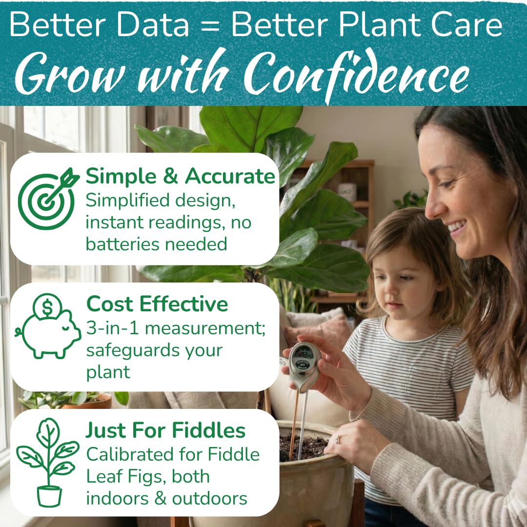 Fiddle Leaf Fig sunlight exposure check for optimal light conditions