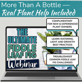 Fiddle Leaf Fig under soil health insight via long probe