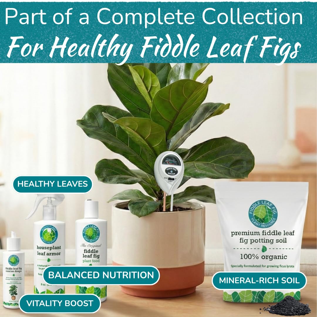 Fiddle Leaf Fig water sensor for prompt, balanced hydration