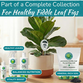 Fiddle Leaf Fig water sensor for prompt, balanced hydration