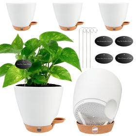 Fielda 6-inch self-watering pot shows water level for easy hydration monitoring.