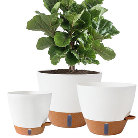 Fielda 8-inch self-watering pot with water level indicator showing hydration status