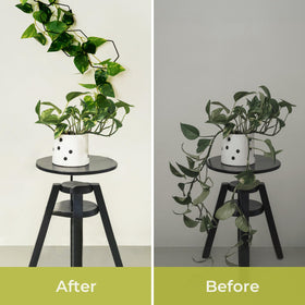Weather resistant coating ideal for indoor and outdoor use
