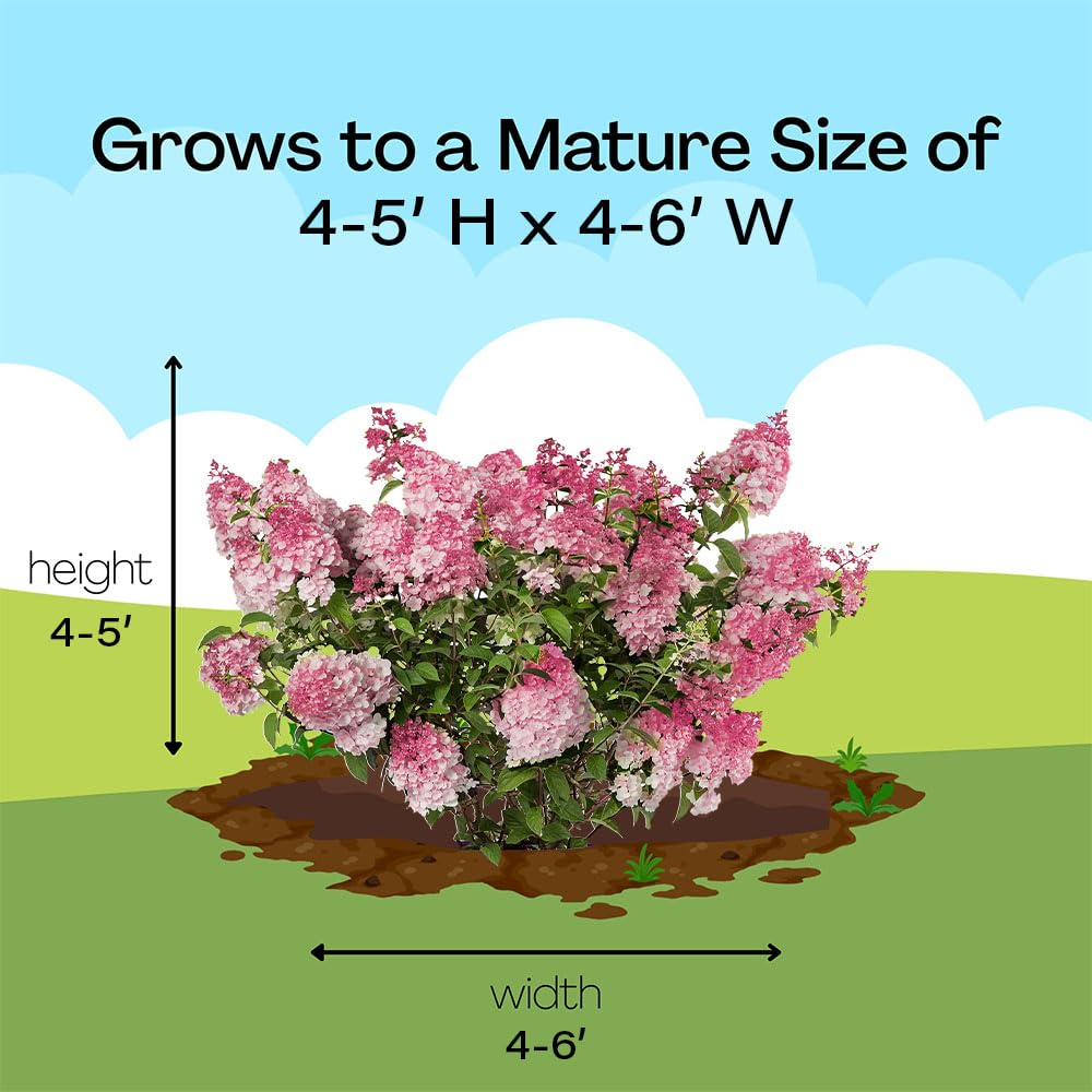First Editions Spring Sizzle Hydrangea container planting option