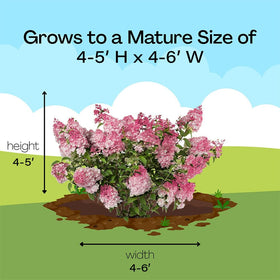 First Editions Spring Sizzle Hydrangea container planting option