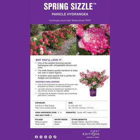 First Editions Spring Sizzle Hydrangea hedge or foundation planting