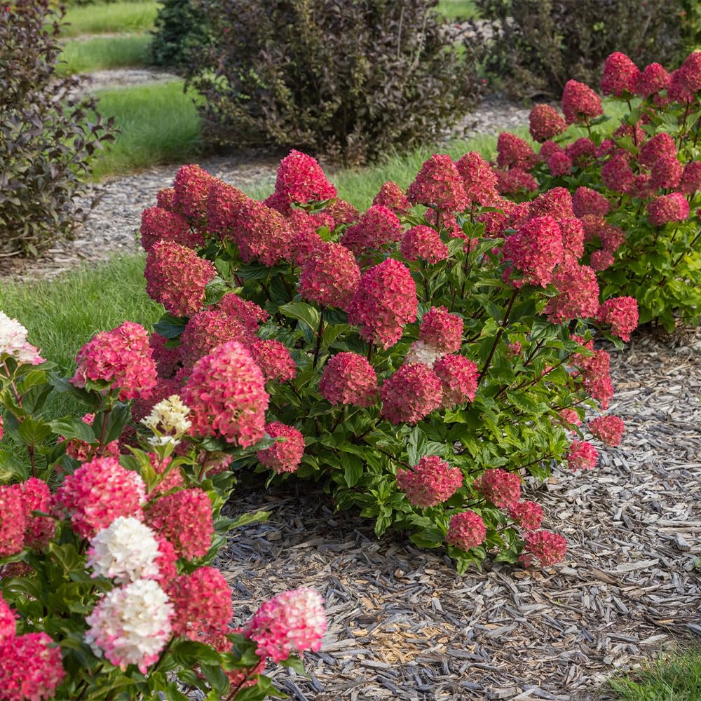 First Editions Spring Sizzle Hydrangea with strong stems for upright display