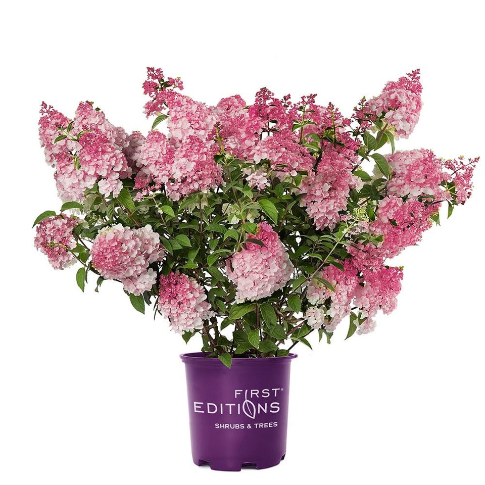 First Editions Spring Sizzle Hydrangea blooms white turning red, ideal for garden borders