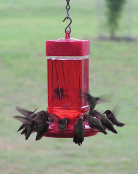 First Nature feeder shows ten feeding ports for multiple hummingbirds at once.