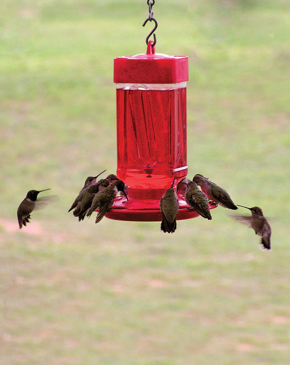 First Nature hummingbird feeder with red base attracts curious birds to your yard.