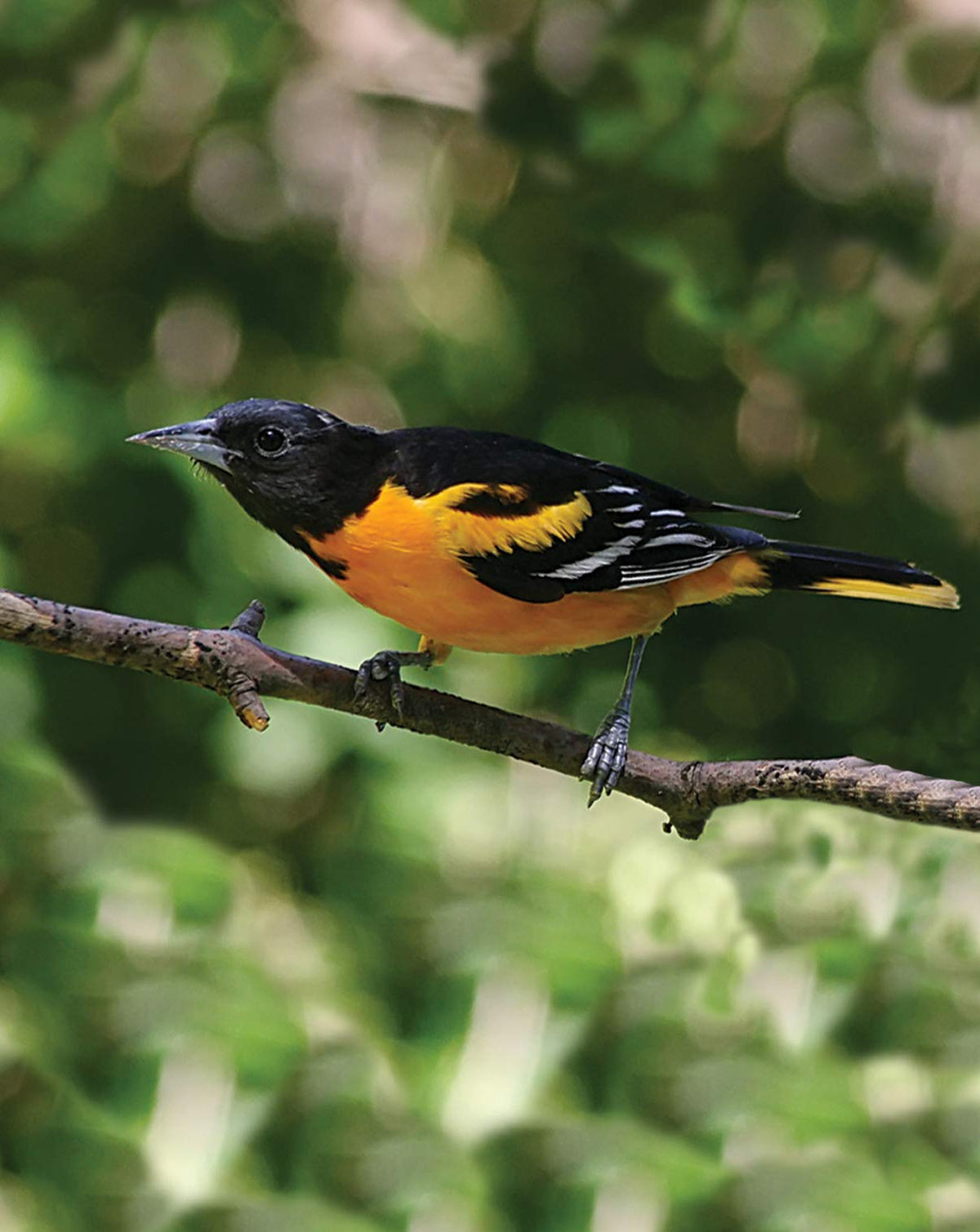 First Nature Oriole Feeder with 10 feeding ports supports multiple Orioles feeding at once.