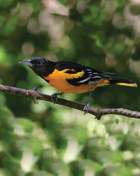 First Nature Oriole Feeder with 10 feeding ports supports multiple Orioles feeding at once.