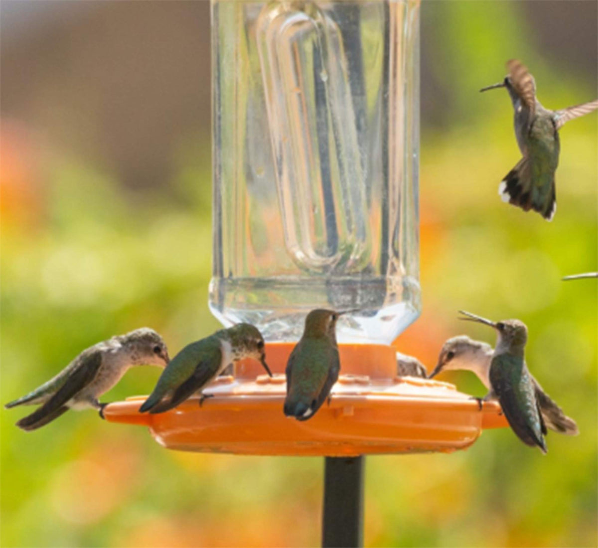 32-ounce nectar capacity supports longer feeding between refills for orioles.