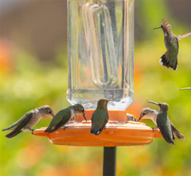 32-ounce nectar capacity supports longer feeding between refills for orioles.