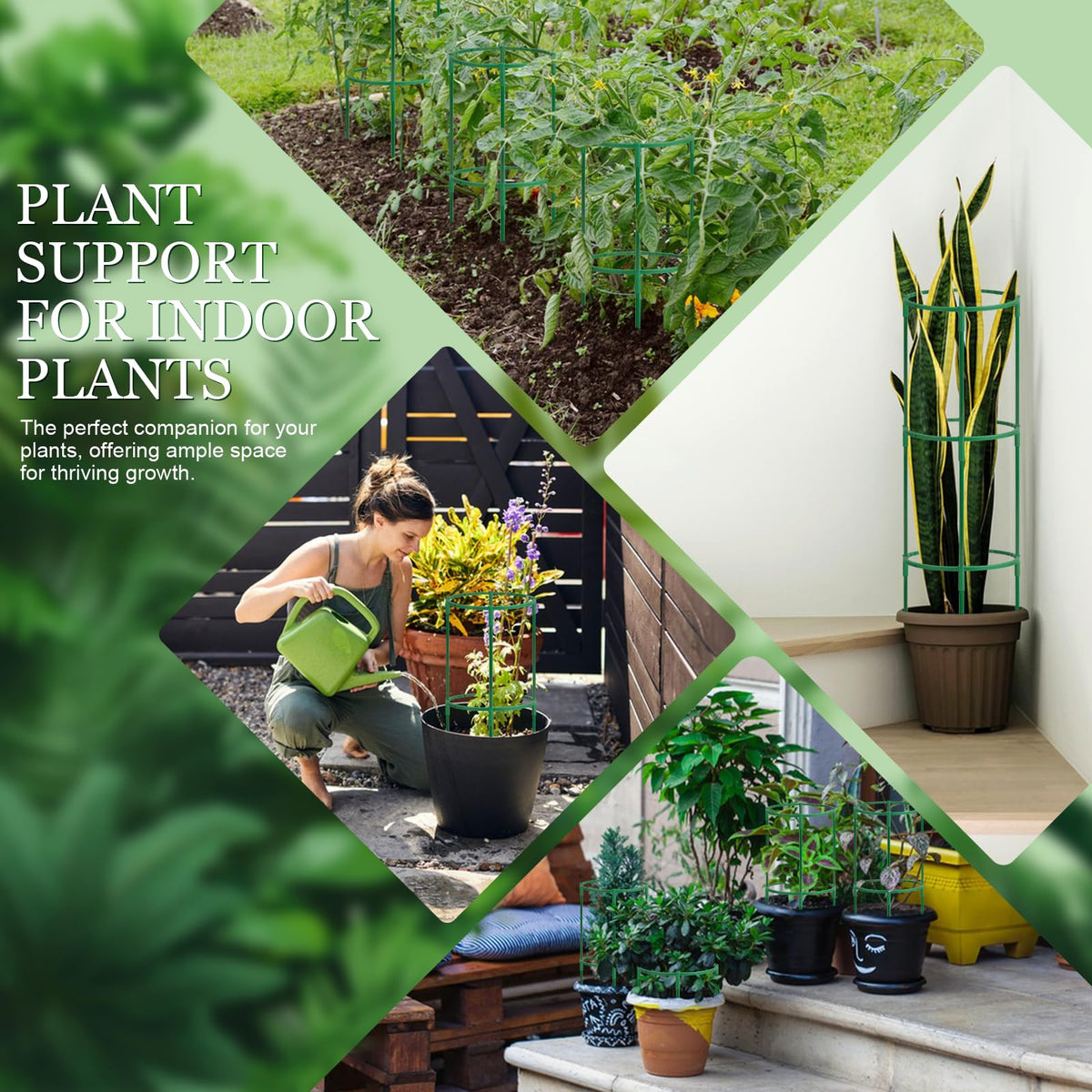 First-zgel tomato monstera peony hydrangea support keeps vines steady.