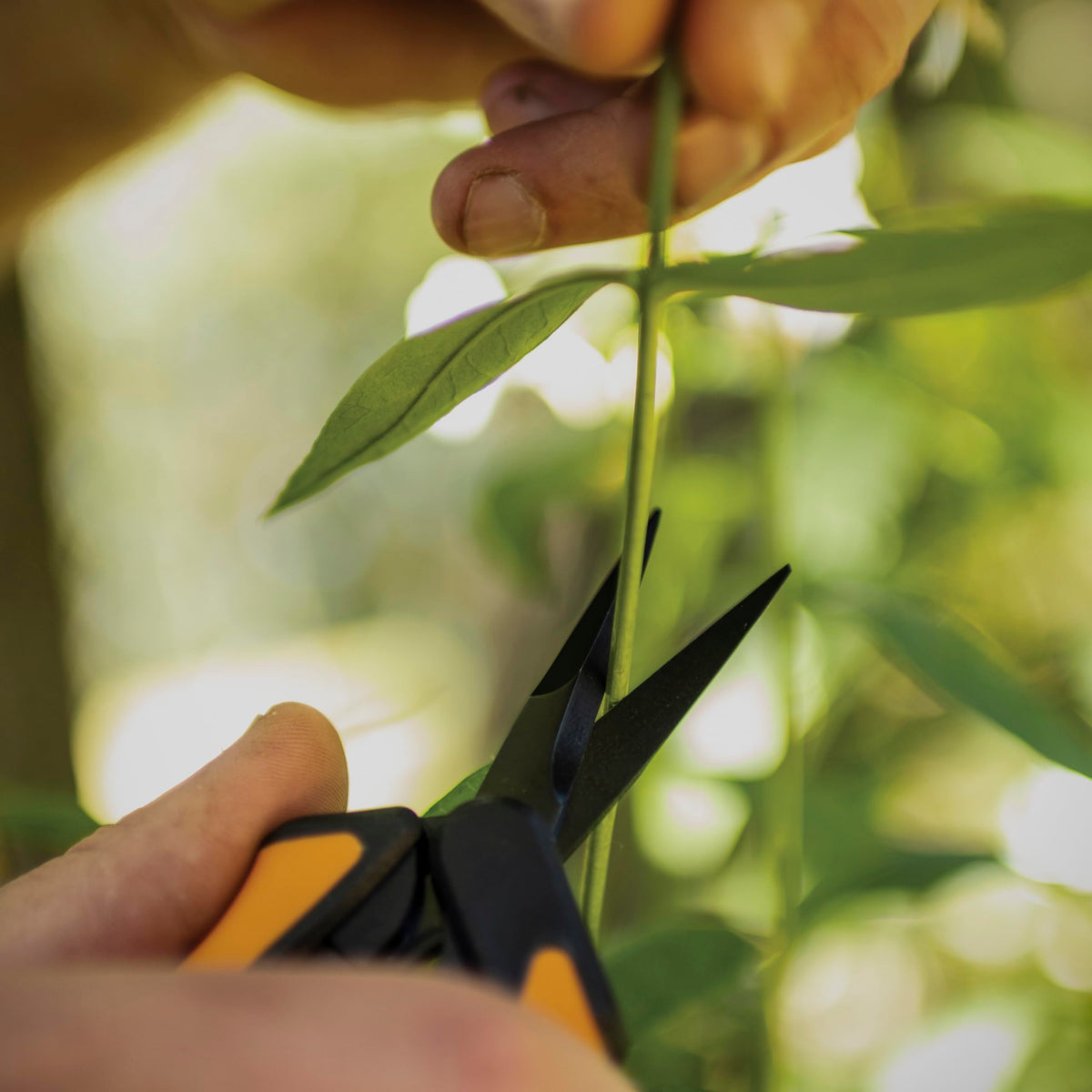 Fiskars snips cutting in tight spaces for delicate pruning.
