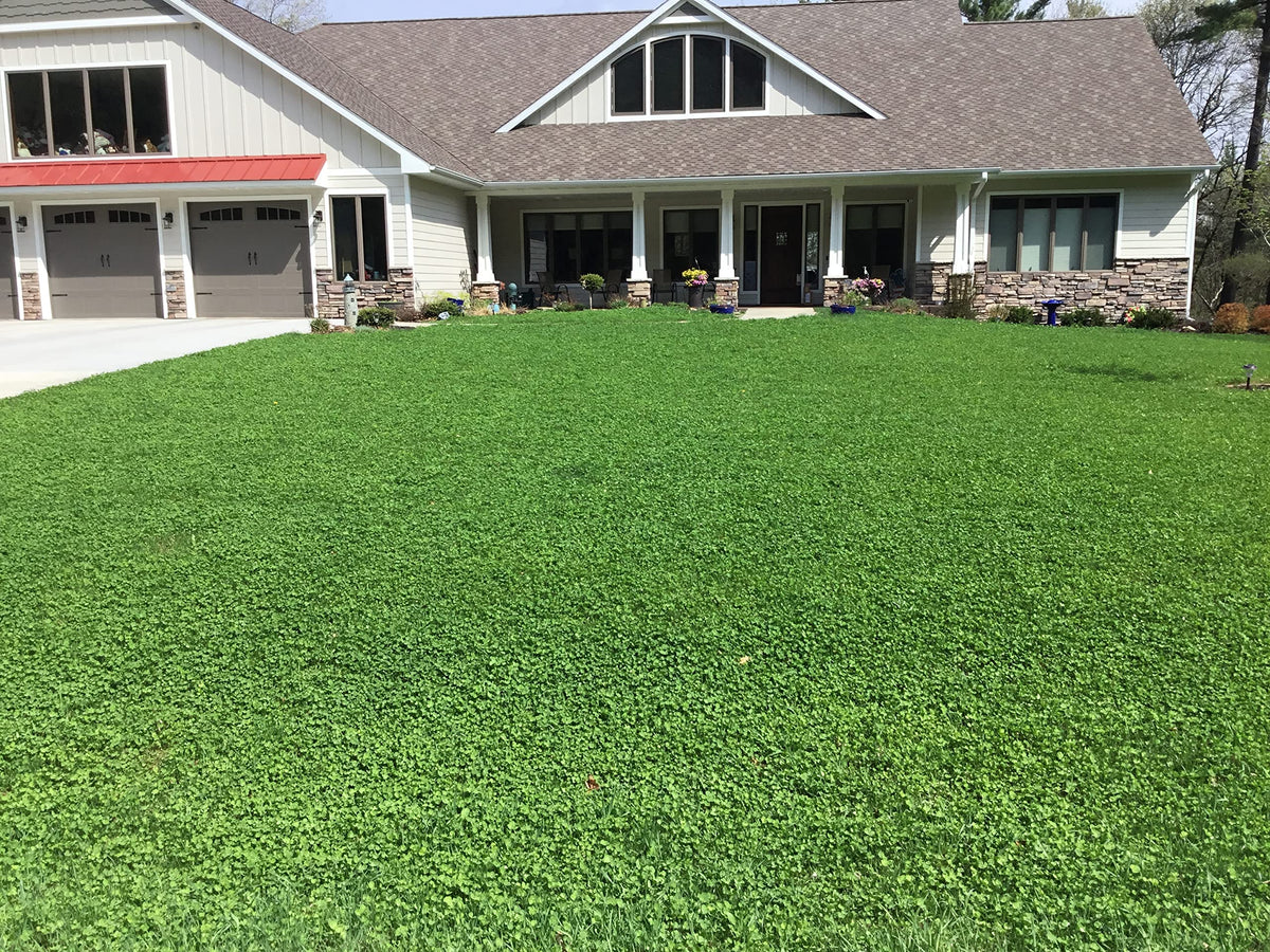 Flawn Seed Kits coverage up to 1,000 sq ft—plan your lawn layout with confidence.