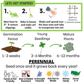 Flawn Seed Kits eco-friendly lawn alternative—low-maintenance greens for busy yards.