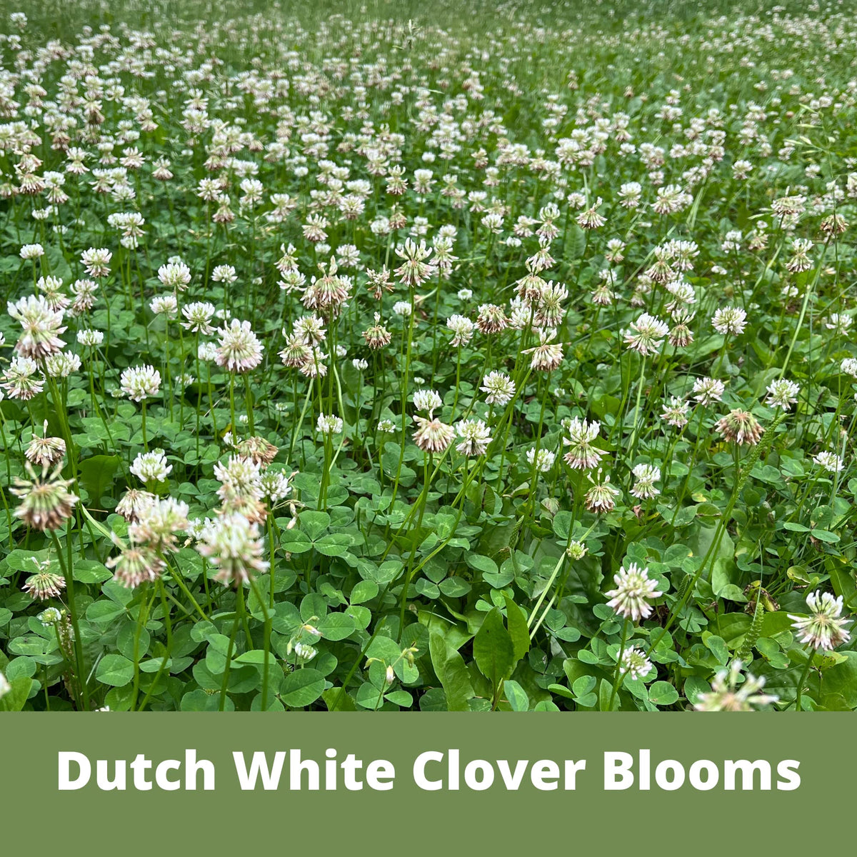 Flawn Seed Kits flowering-lawn-emerging shows early bloom stages.